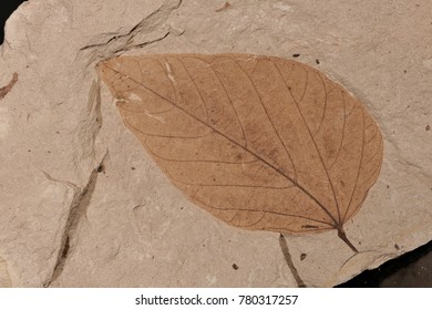 Fossil Leaf (Cercis Spokanensis), Oligocene Epoch, John Day Formation, Oregon