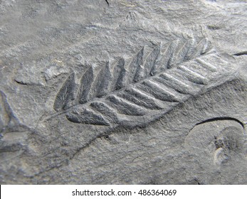 Fossil Leaf Coal 