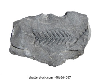 Fossil Leaf Coal 