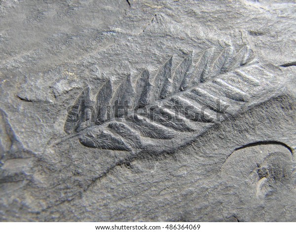 Fossil leaf coal\
