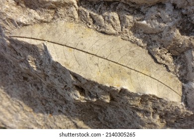 Fossil leaf on a piece of travertine - Shutterstock ID 2140305265