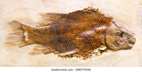 Fossil Of Lepidotes Maximus, An Extinct Fish From The Jurassic Period.