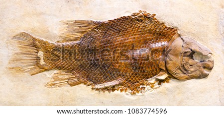 Fossil of Lepidotes Maximus, an extinct fish from the Jurassic period.
