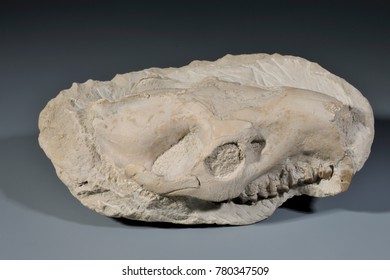 Fossil Mammal Skull (Merycoidodon Oreodont), Oligocene Epock, Lusk, Wyoming