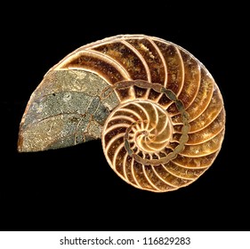 Fossil Of A Nautilus Shell