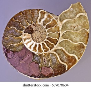 Fossil Nautilus Shell Cross Section Symmetry Spiral In Gold And Burgundy Colors.