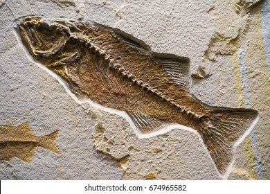 Fossil Of A Ocean Life 