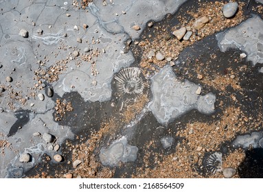 Fossil On The Jurassic Coast In Dorset