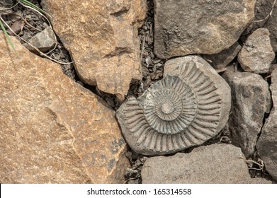 Archeologie Coquillages Images Stock Photos Vectors Shutterstock