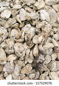 fossil oyster shells