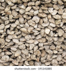 fossil oyster shells