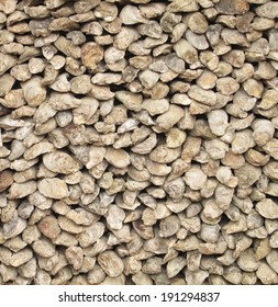 fossil oyster shells