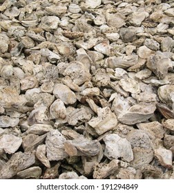 fossil oyster shells