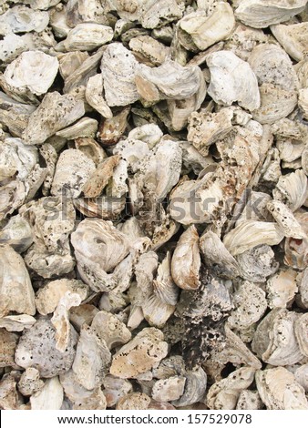 fossil oyster shells