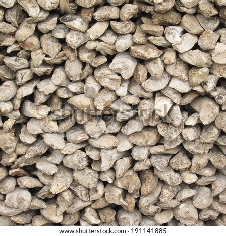 fossil oyster shells