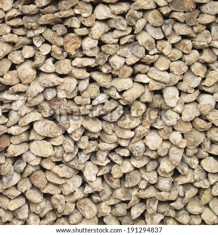 fossil oyster shells