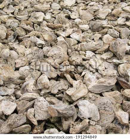 fossil oyster shells