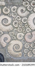 Fossil Pavement In Dorset Lyme Regis