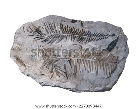 Fossil of plant fern  on white isolated