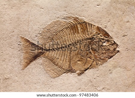 The fossil of a prehistoric fish.