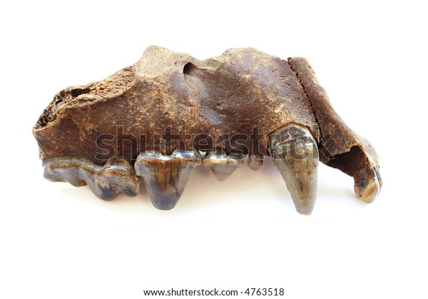 Fossil Prehistoric Hyena Jaw Stock Photo 4763518 | Shutterstock