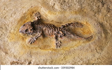 Fossil Prehistoric Lizard Skeleton On Rock Stock Photo 339302984 ...