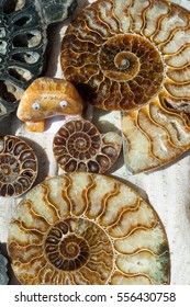 Fossil Remains Marine Life Remains Impression Stock Photo 556430758 ...