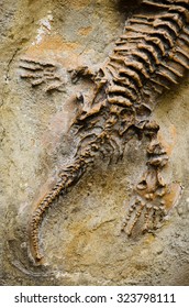 Fossil Seymouria