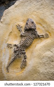 Fossil Seymouria Lizard