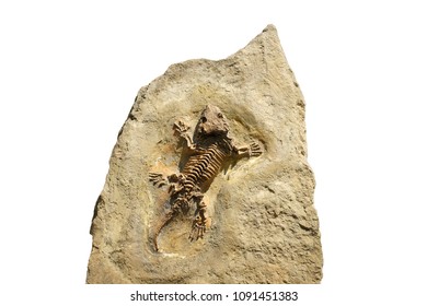 Fossil Of A Seymouria Skeleton On A Stone Plate