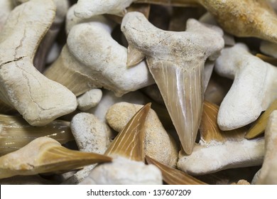 Fossil Shark Teeth