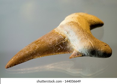 Fossil Shark Teeth