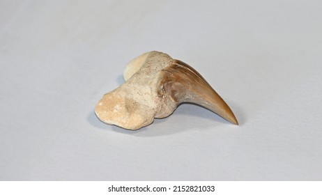 Fossil Of A Shark Tooth From The Eocene Period