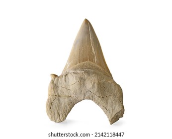 Fossil Shark Tooth Isolated On A White Background