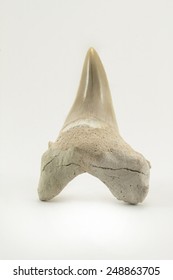 Fossil Shark Tooth Isolated On A White Background