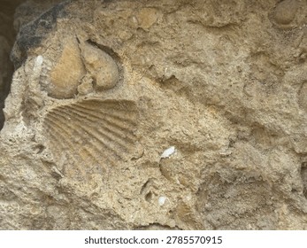 Fossil of a shell in Akropolis 