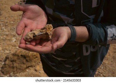 fossil of a shell in the hand