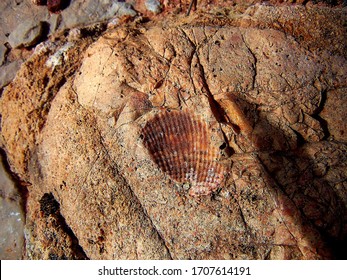 Fossil Shell Imprint Found In Rock