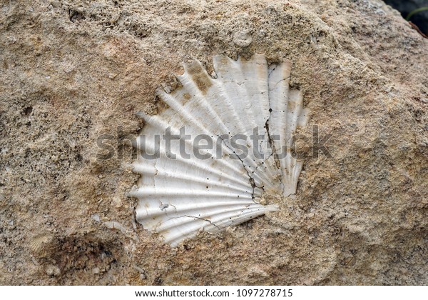 Fossil Shell Rock Southern Italydetail Stock Photo (Edit Now) 1097278715