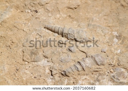fossil shells in desert rock