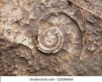 Fossil Shells On Mountain Forest Thailand Stock Photo 526584604 ...