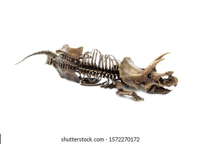 Fossil skeleton carcass of Dinosaur three horns Triceratops in position lie down isolated on white background.
