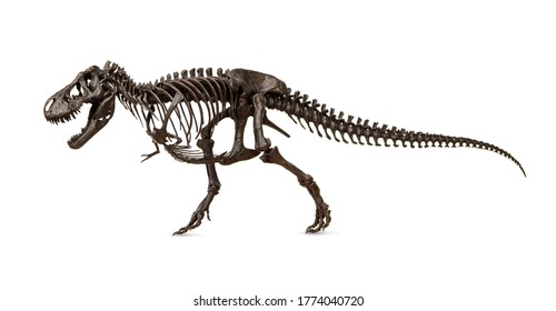 Vector Silhouette Illustration Tyrannosaurus Rex Skeleton Stock Vector ...