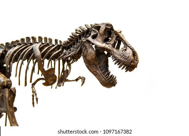 T Rex Skeleton Images Stock Photos Vectors Shutterstock - roblox skeleton dinosaur