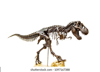 T Rex Skeleton Images Stock Photos Vectors Shutterstock - tyrannosaurus rex skeleton model roblox