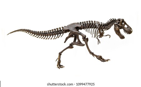 Pteranodon 3D sign ART new wall Raptor Dinosaur fossil Jurassic Velociraptor