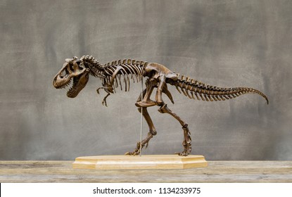 Fossil skeleton of Dinosaur king Tyrannosaurus Rex ( t-rex ) on wooden base and blackboard background retro vintage style.
