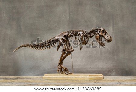 Fossil skeleton of Dinosaur king Tyrannosaurus Rex ( t-rex ) on wooden base and blackboard background retro vintage style.