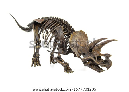 Fossil skeleton of Dinosaur three horns Triceratops ready to fight isolated on white background.
