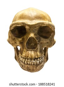 Fossil skull of Homo Antecessor - the earliest known human species in Europe. - Shutterstock ID 188518241